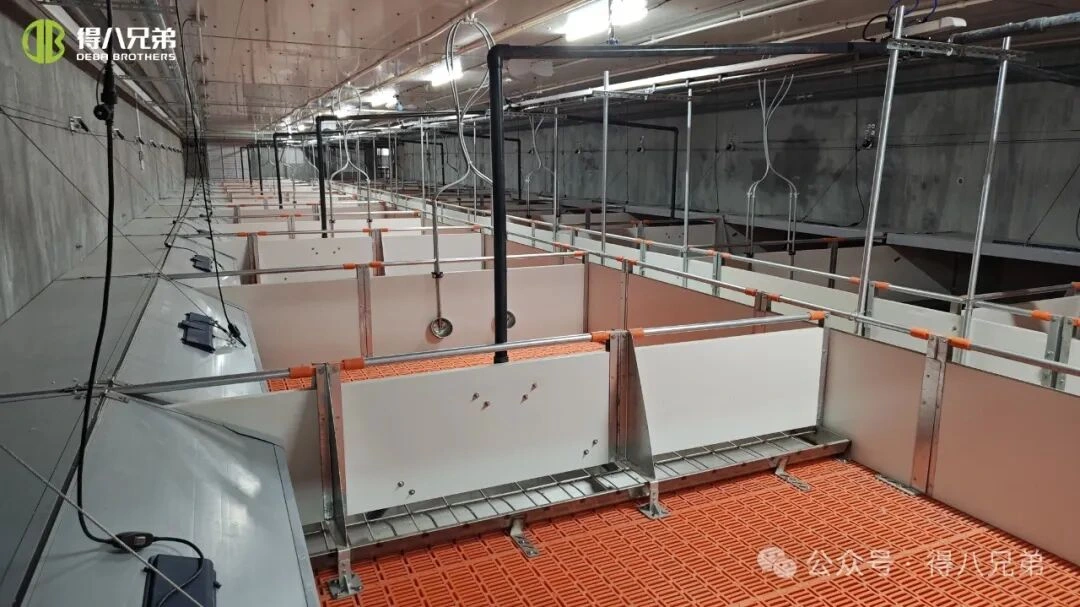 Профилактика и управление тепловым стрессом на свинофермах в жаркую погоду